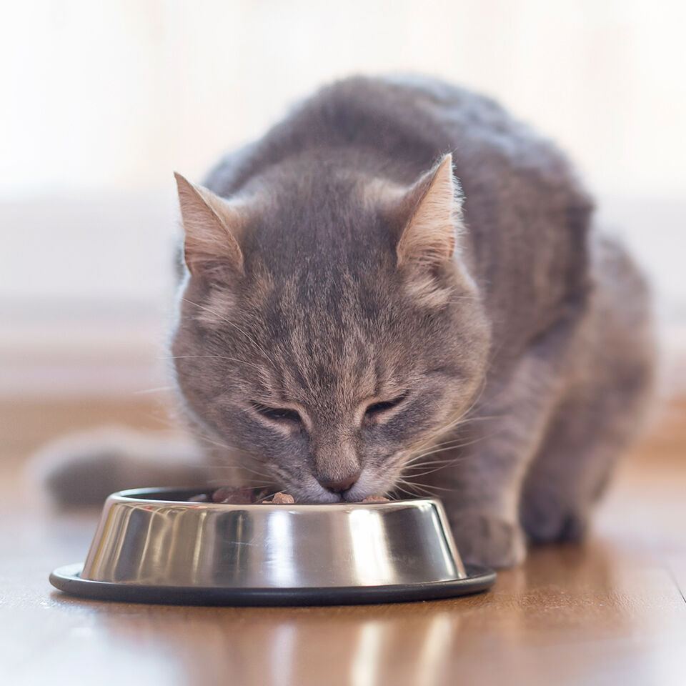 Eine Katze frisst aus ihrem Napf Katzenfutter.