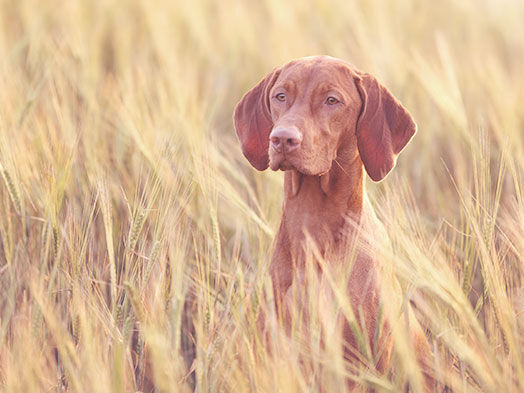 Ein großer brauner Hund sitzt in einem Kornfeld und blickt in die Ferne