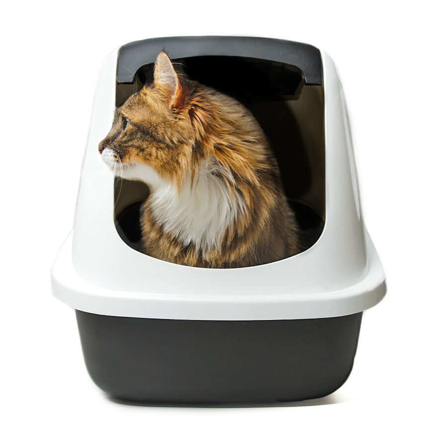 Katze sitzt in einer geschlossenen Katzentoilette und schaut heraus