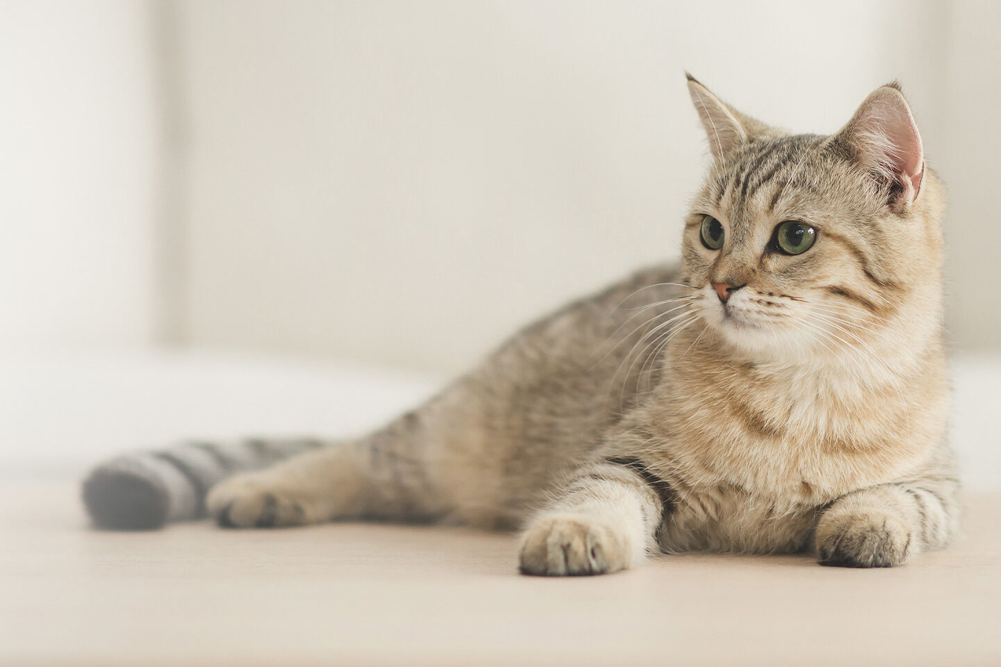 Entspannte Katze liegt am Boden und schaut in die Ferne