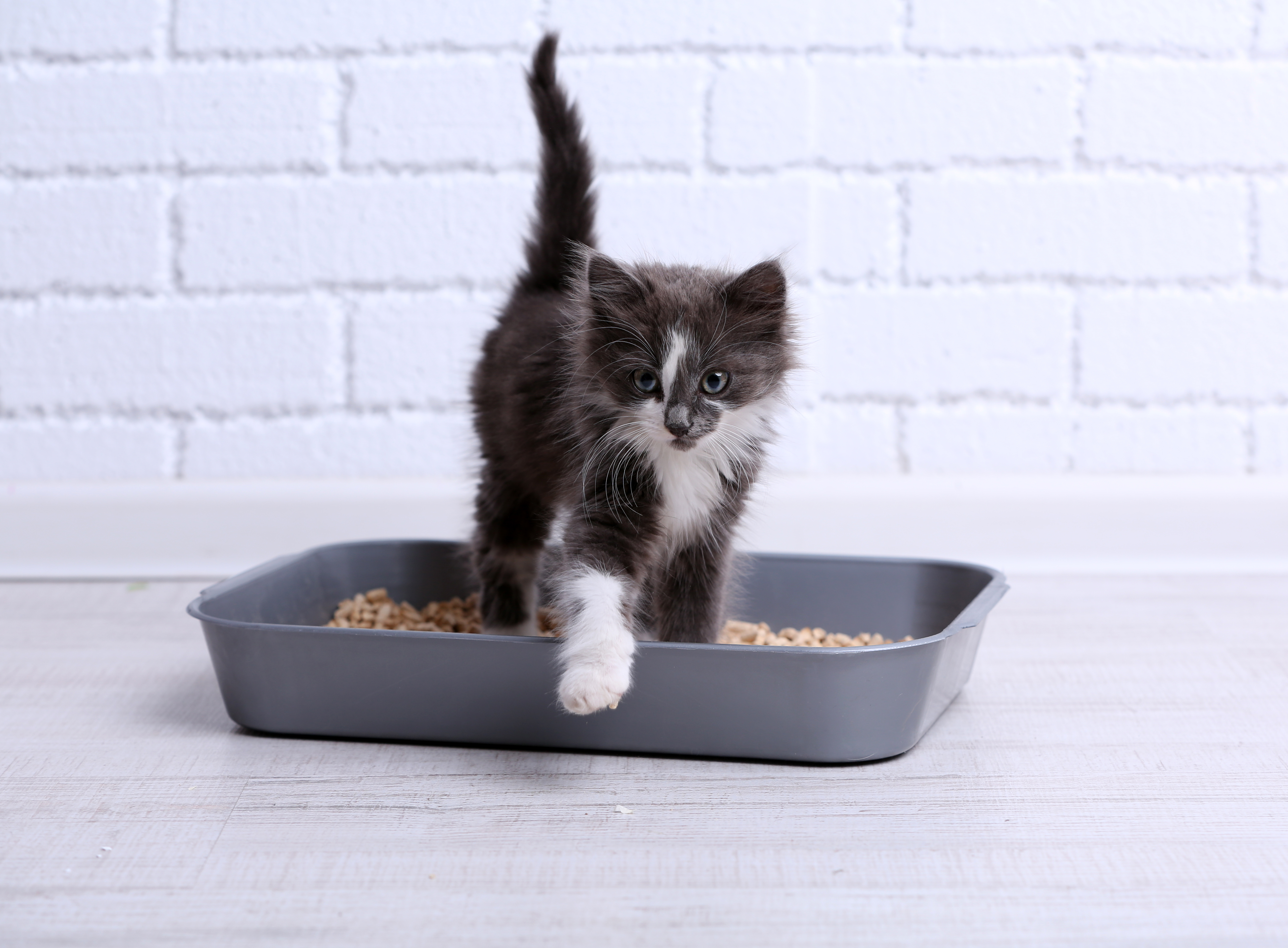 Kleine Katze verlässt nach Benutzung das Katzenklo