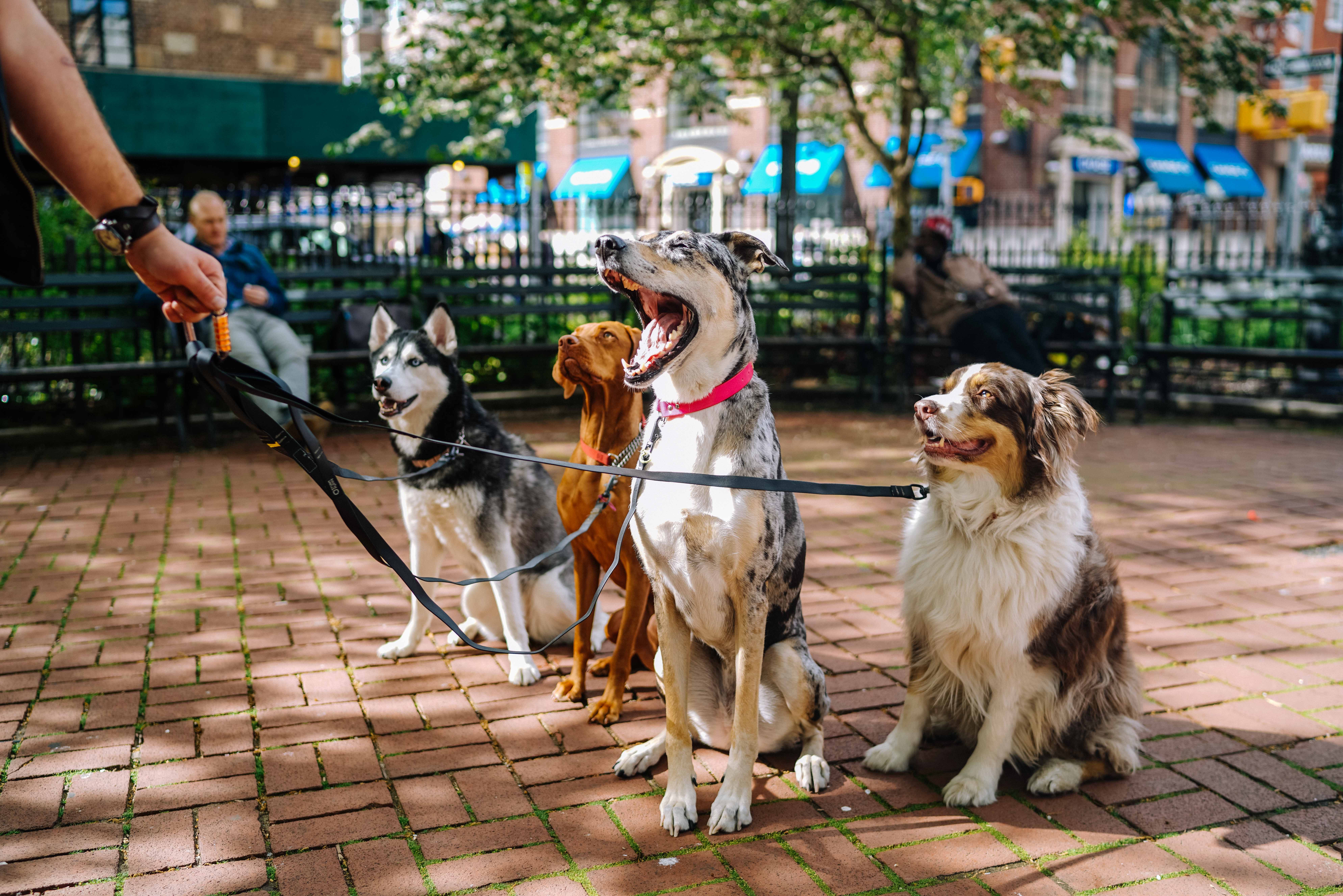 Vier verschiedene Hunde sitzen vor dem Eingang zu einer Messe