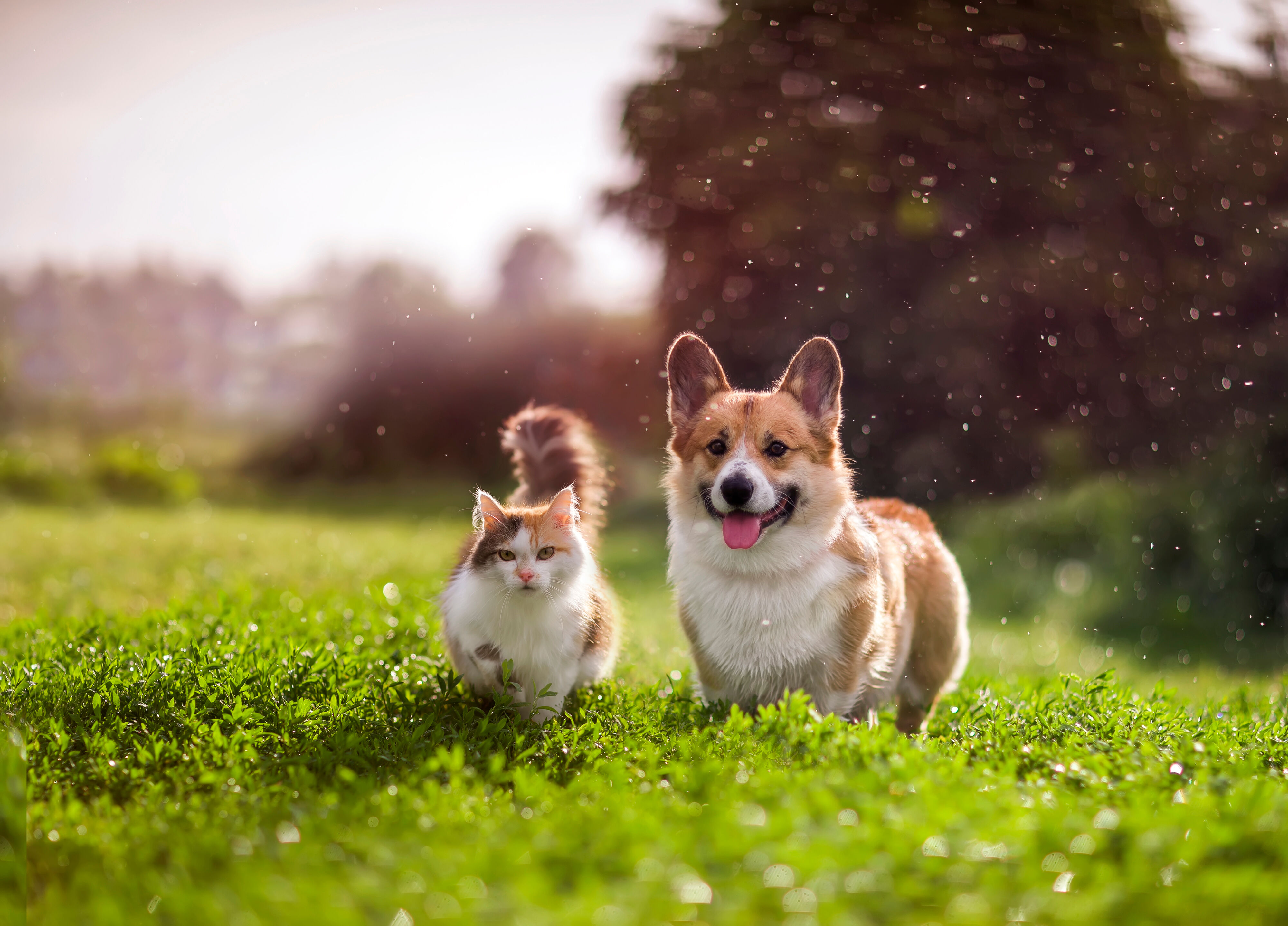 Eine Glückskatze und ein Hund laufen gemeinsam über eine grüne Wiese