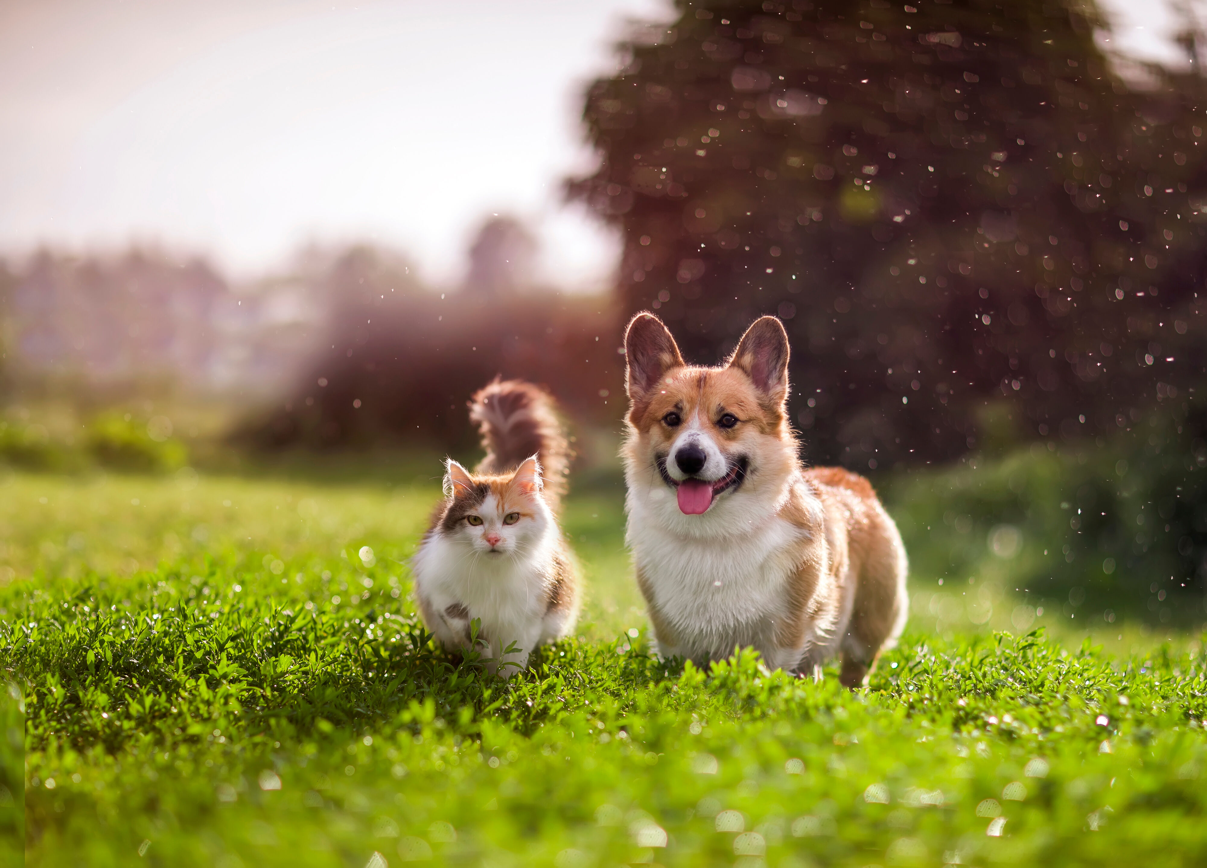 Hund und Katze laufen gemeinsam über eine grüne Wiese bei Sonnenschein. Im Hintergrund ist verschwommene Natur zu sehen. Die Stimmung ist fröhlich.