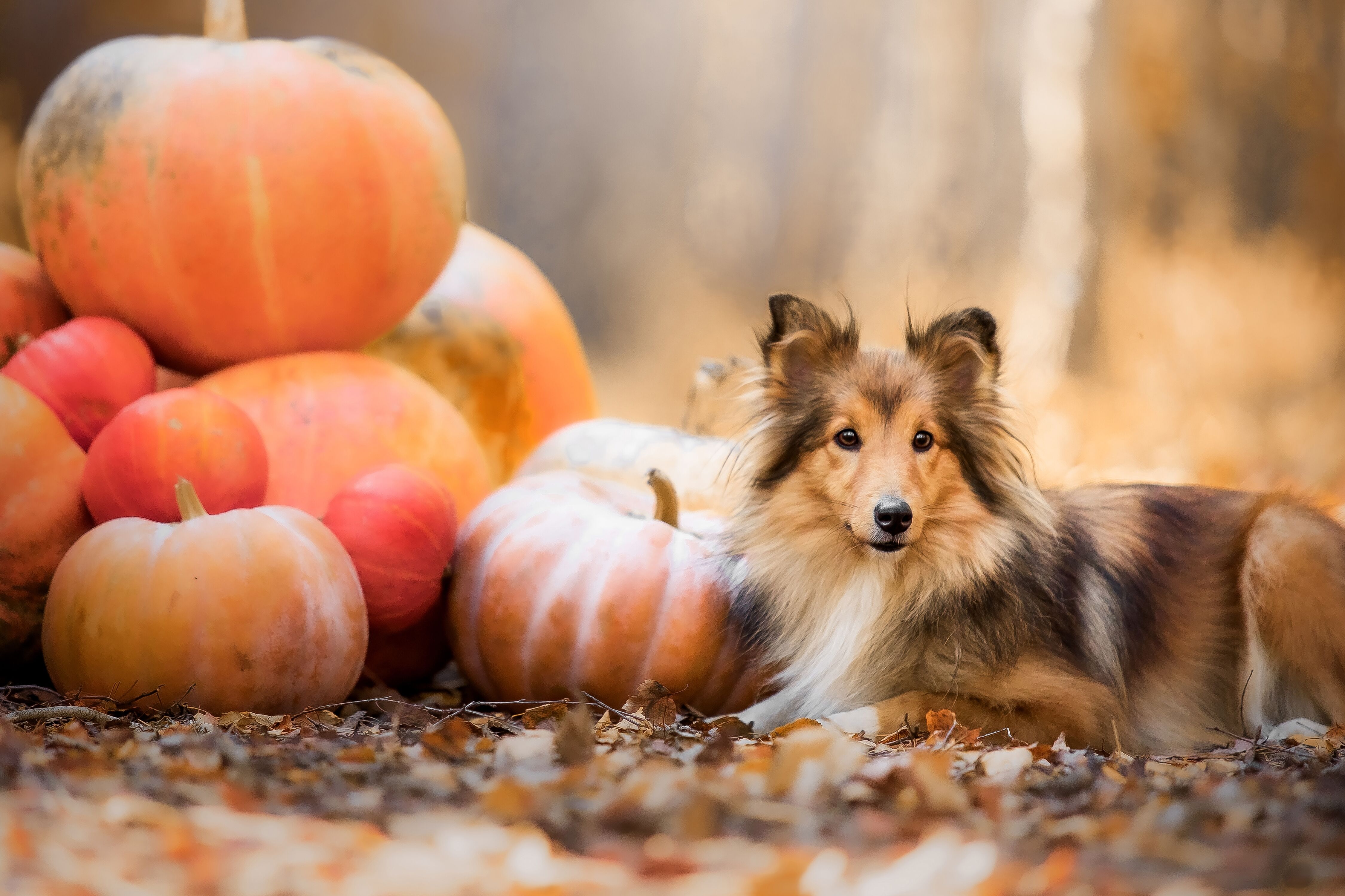 Liegender Hund von Kürbissen im herbstlichen Wald