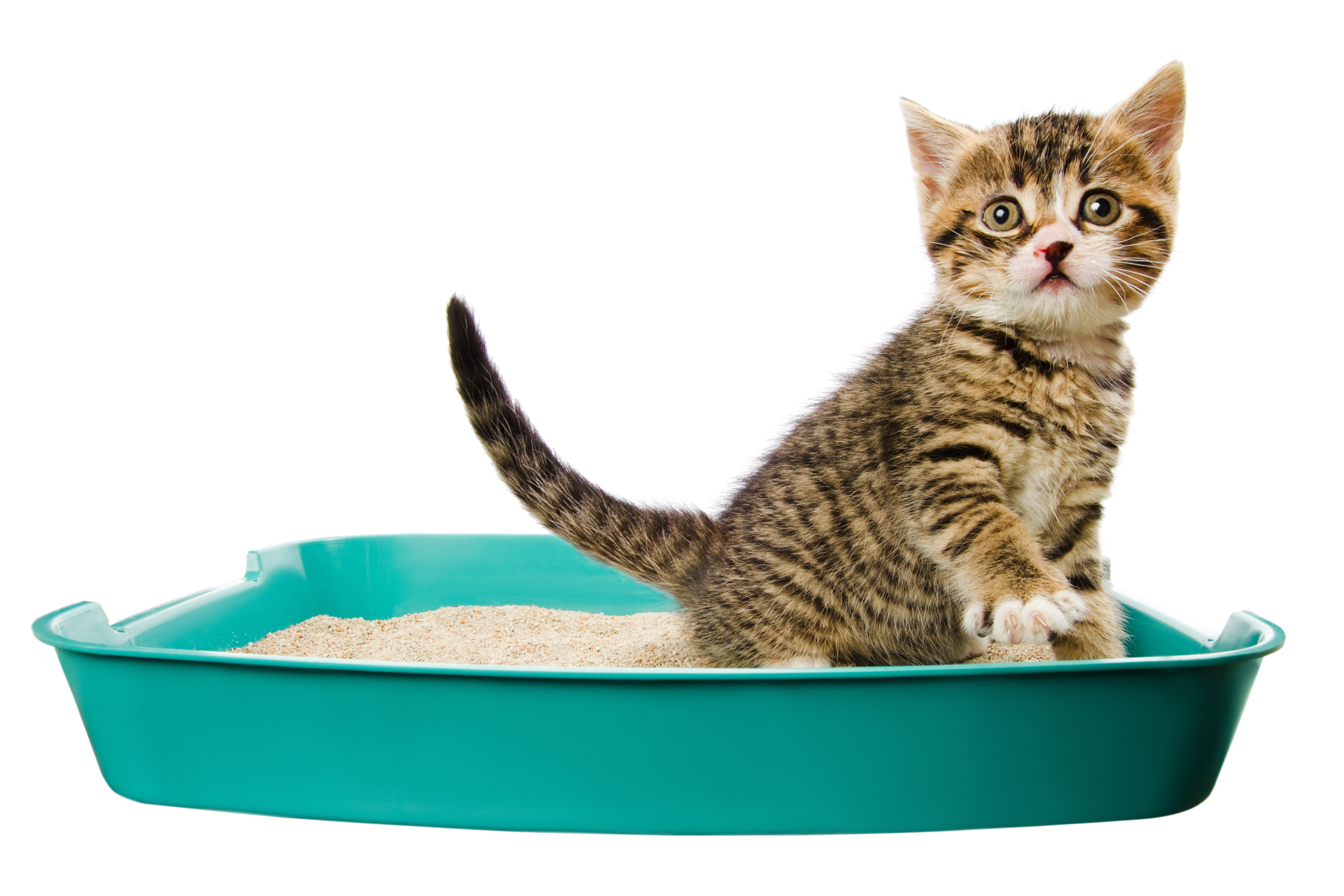 Babykatze sitzt auf grünem Katzenklo mit feinem Streu