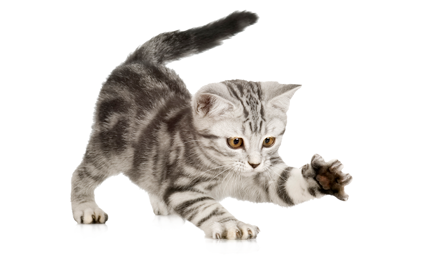 Graue Babykatzen, die spielen möchte
