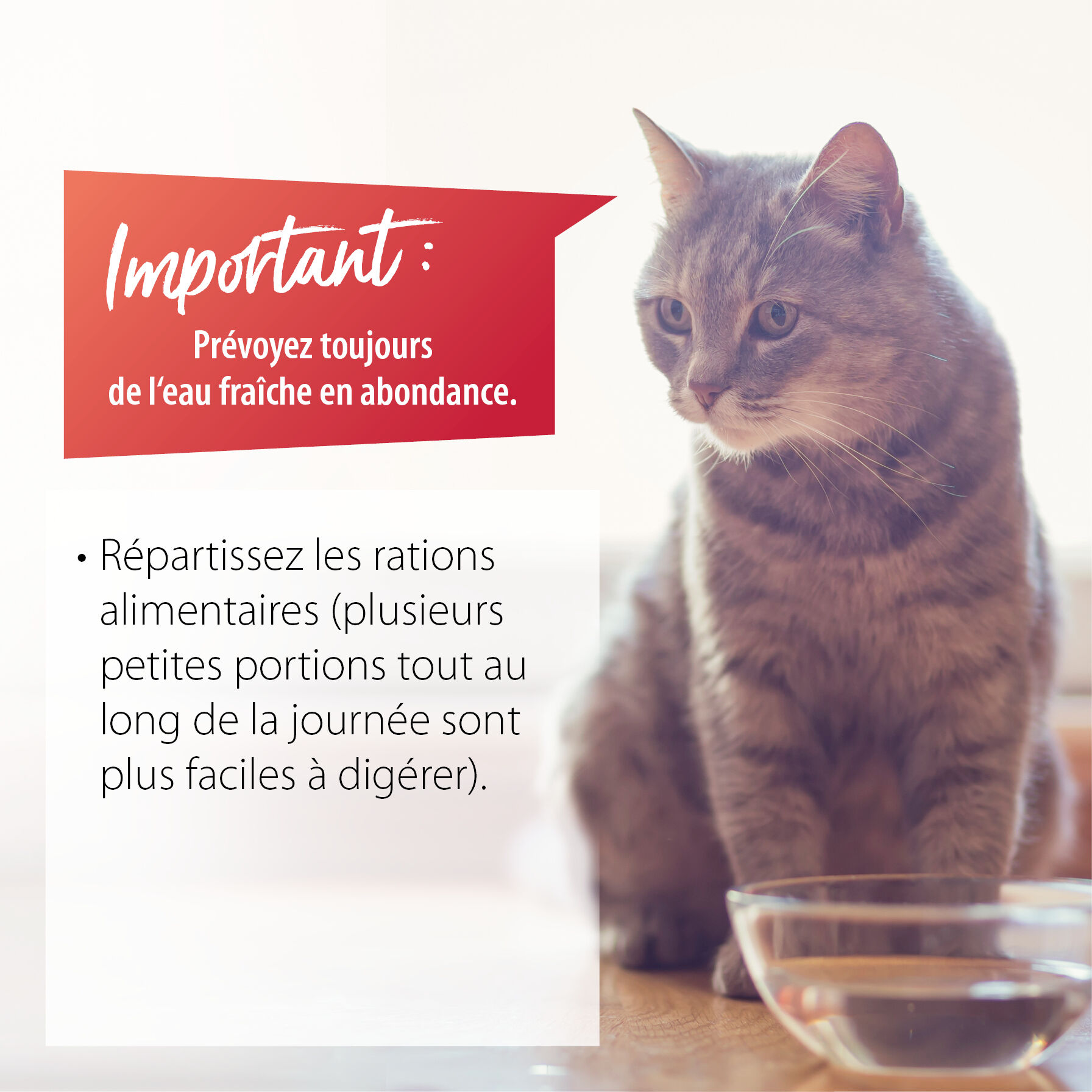 Eine Katze sitzt vor einer Schale mit Wasser. Daneben sind Tipps bei Hitze für Katzen aufgelistet.