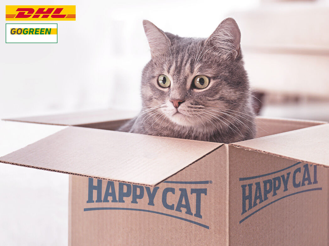 Graue Katze sitzt in Versandkarton von Happy Cat