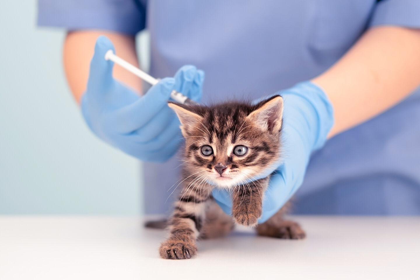 Ein Kitten bekommt eine Impfung