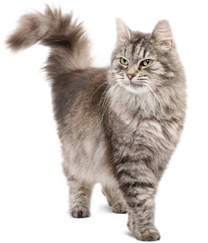 Langhaarige Katze steht ruhig mit gehobenem Schwanz, blickt aufmerksam. Hintergrund ist weiß und neutral.