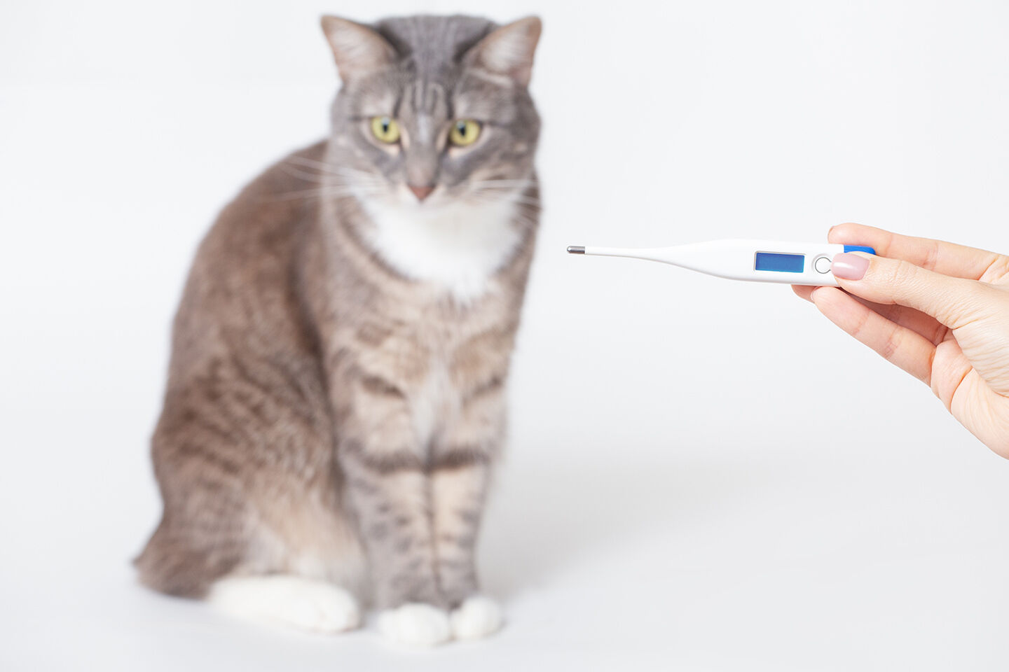 Mit einem Fieberthermometer soll bei einer Katze Fieber gemessen werden