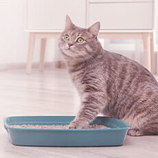 Eine Katze steht mit einem Fuß im Katzenklo.