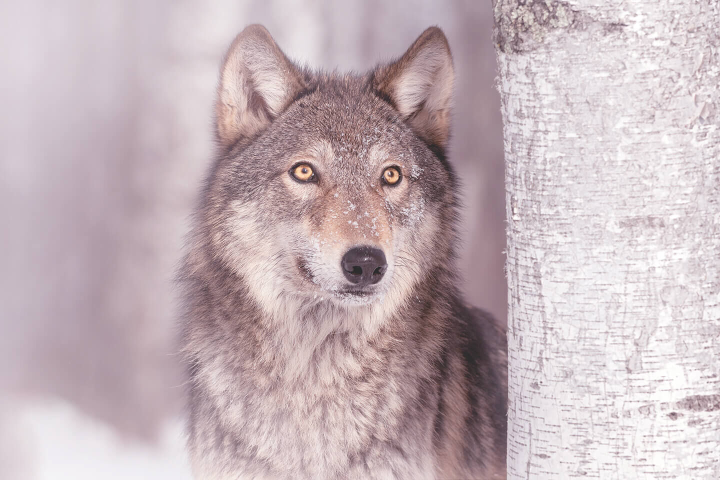 Wolf steht im Wald
