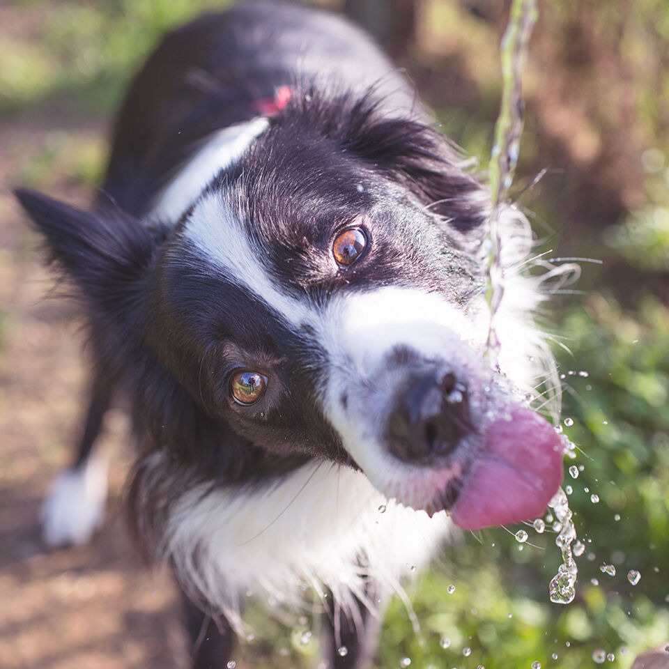 Ein Hund trinkt draußen Wasser aus einem Wasserhahn.