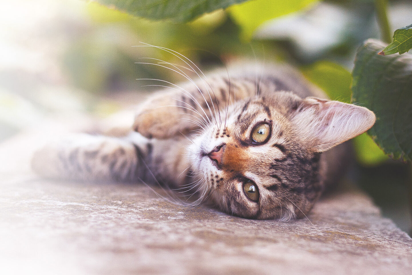 An einem heißen Sommertag liegt eine Katze im Garten im Schatten