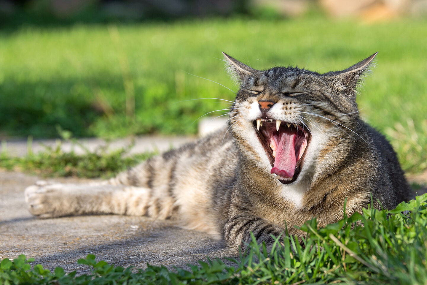 Eine Katze mit weit geöffnetem Maul liegt im Garten