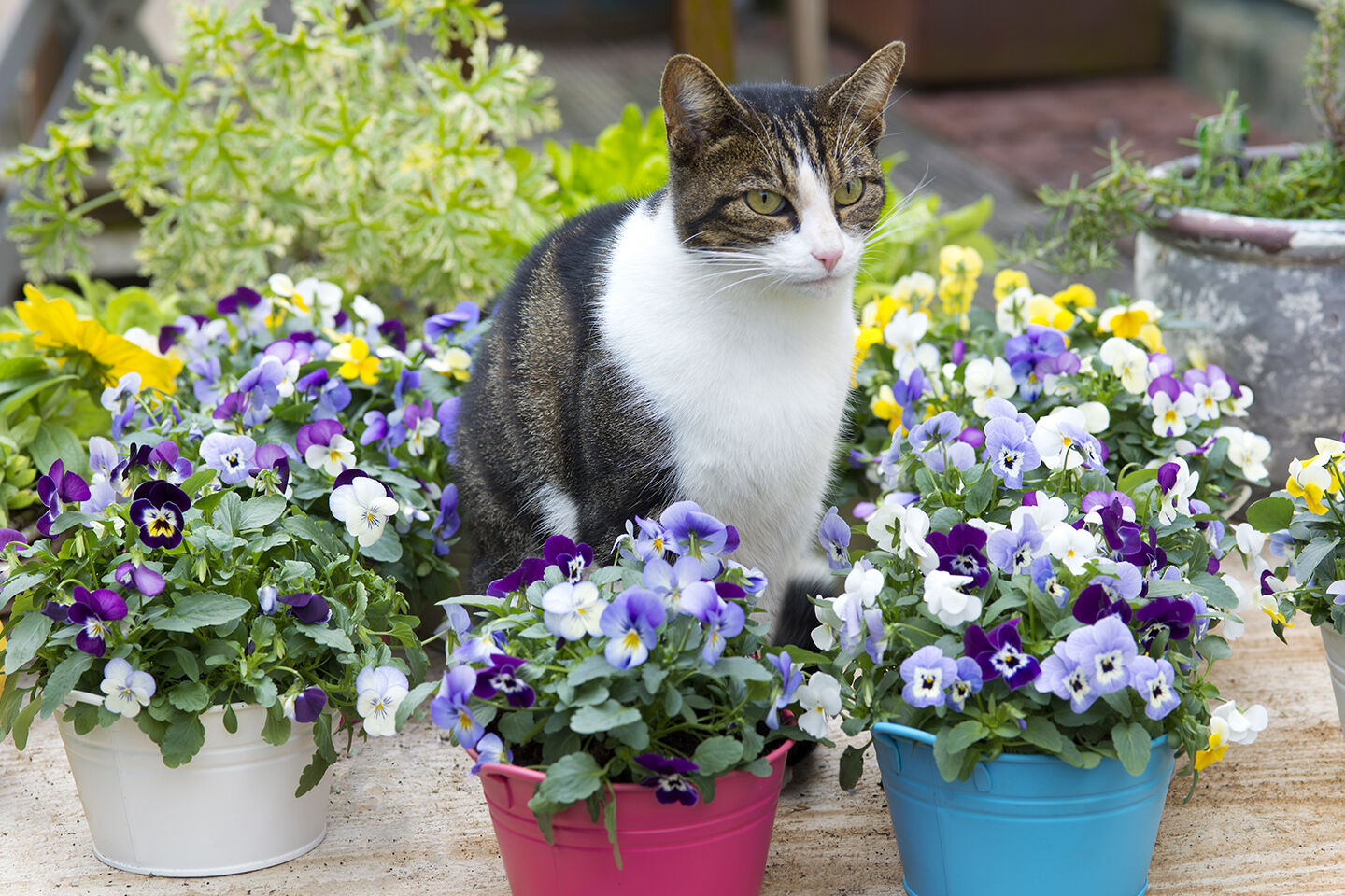 Eine Katze sitzt inmitten von Blumentöpfen