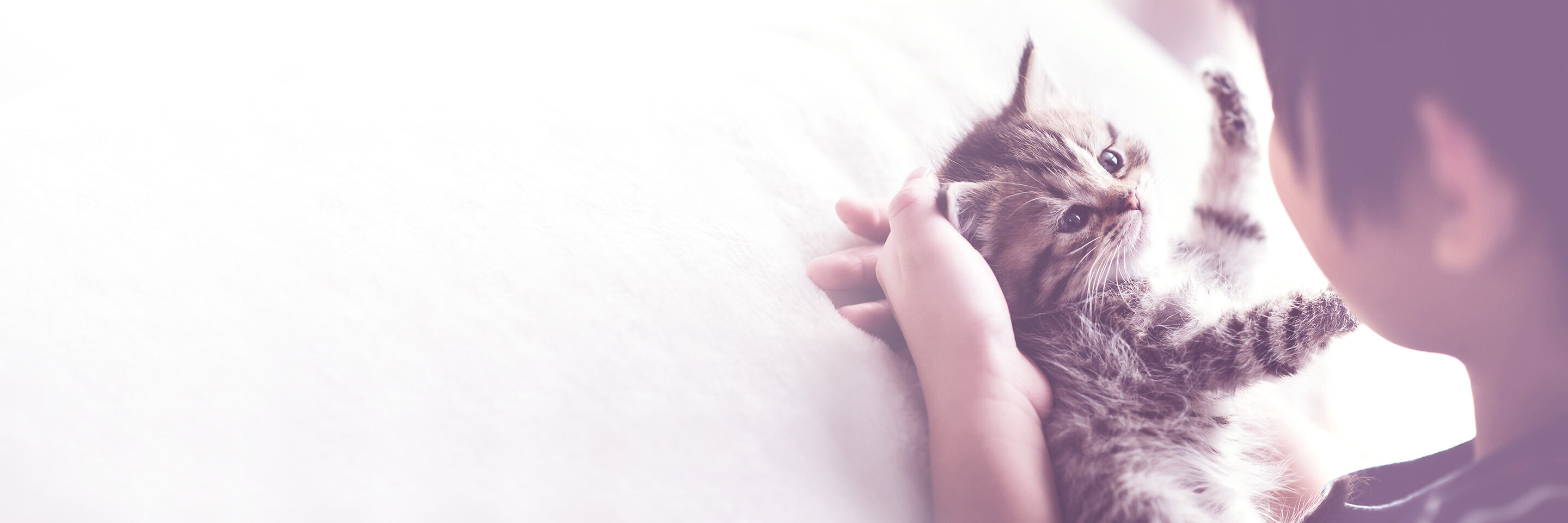 Babykatzen liegt in den Händen eines Kindes.