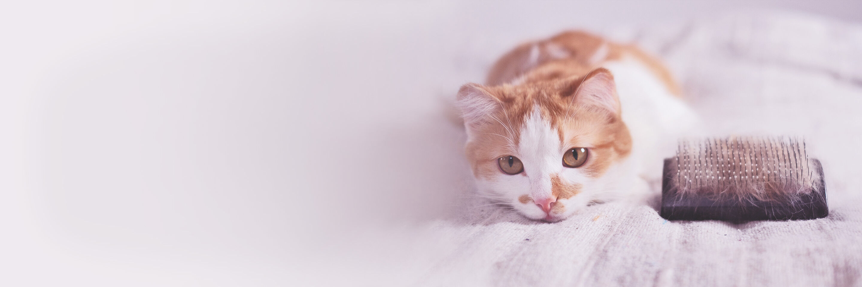 Weiß-rote Katze liegt auf dem Bett. Neben ihr eine Bürste mit viel Fell.