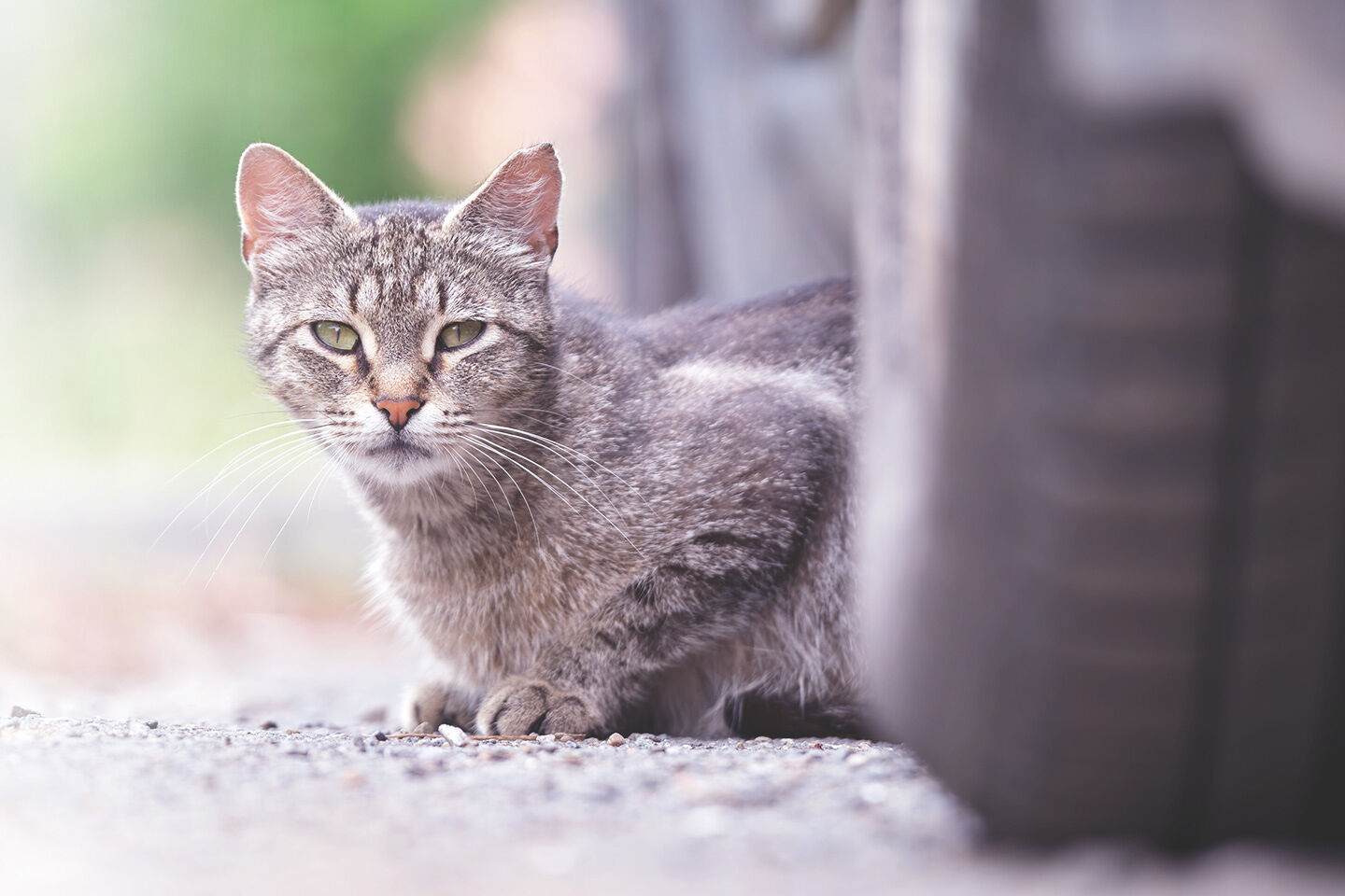 Katze sitzt zwischen Autoreifen