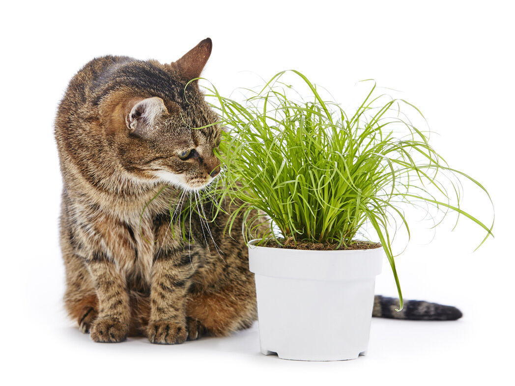Getigerte Katze sitzt neben einem weiรen Topf mit Katzengras und schnuppert daran