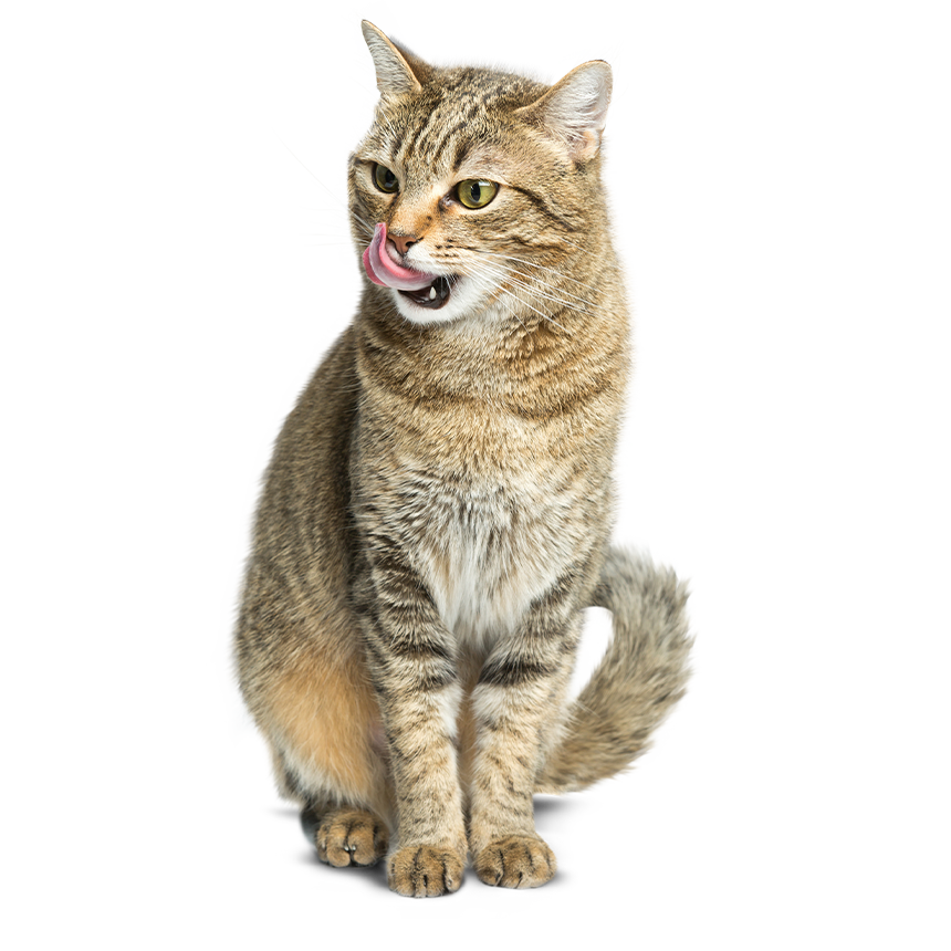 Sitzende Katze, die sich nach ihrer Mahlzeit das Maul leckt