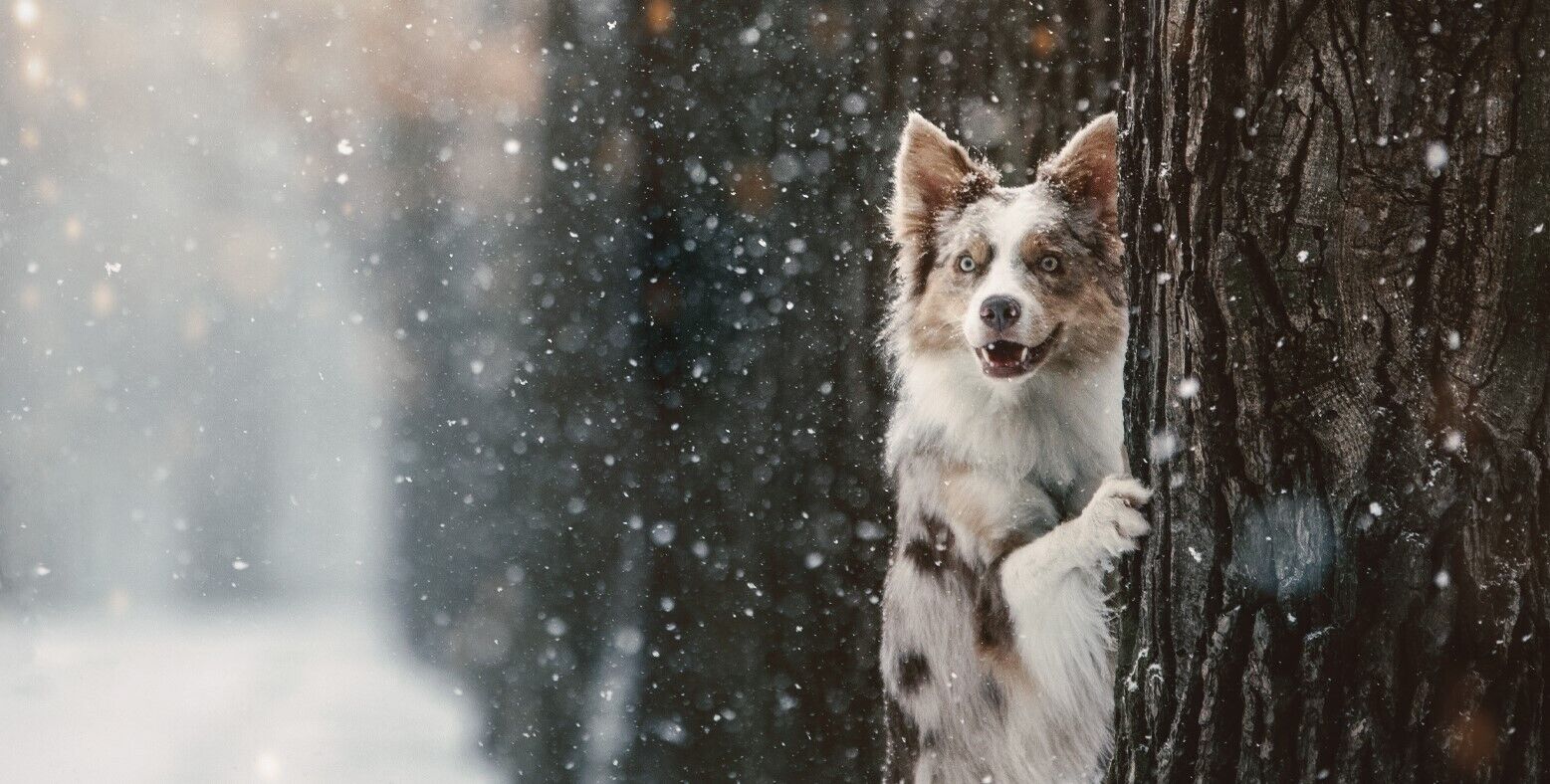 Fell und Pfotenpflege Ein gefleckter Hund schaut hinter einem Baumstamm heraus, während es schneit.