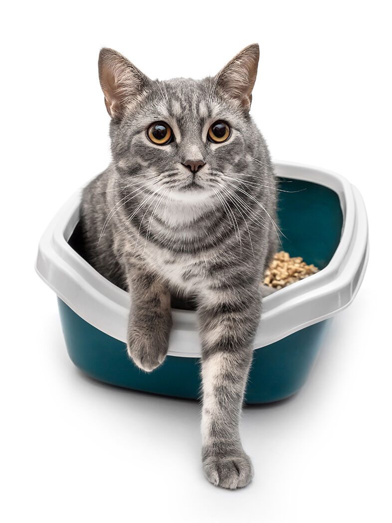 Grau getigerte Katze steigt aus halbhohem Katzenklo