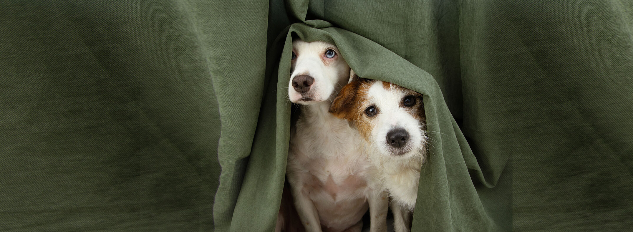 Zweithund Zwei Hunde schauen hinter einem Vorhang hervor.