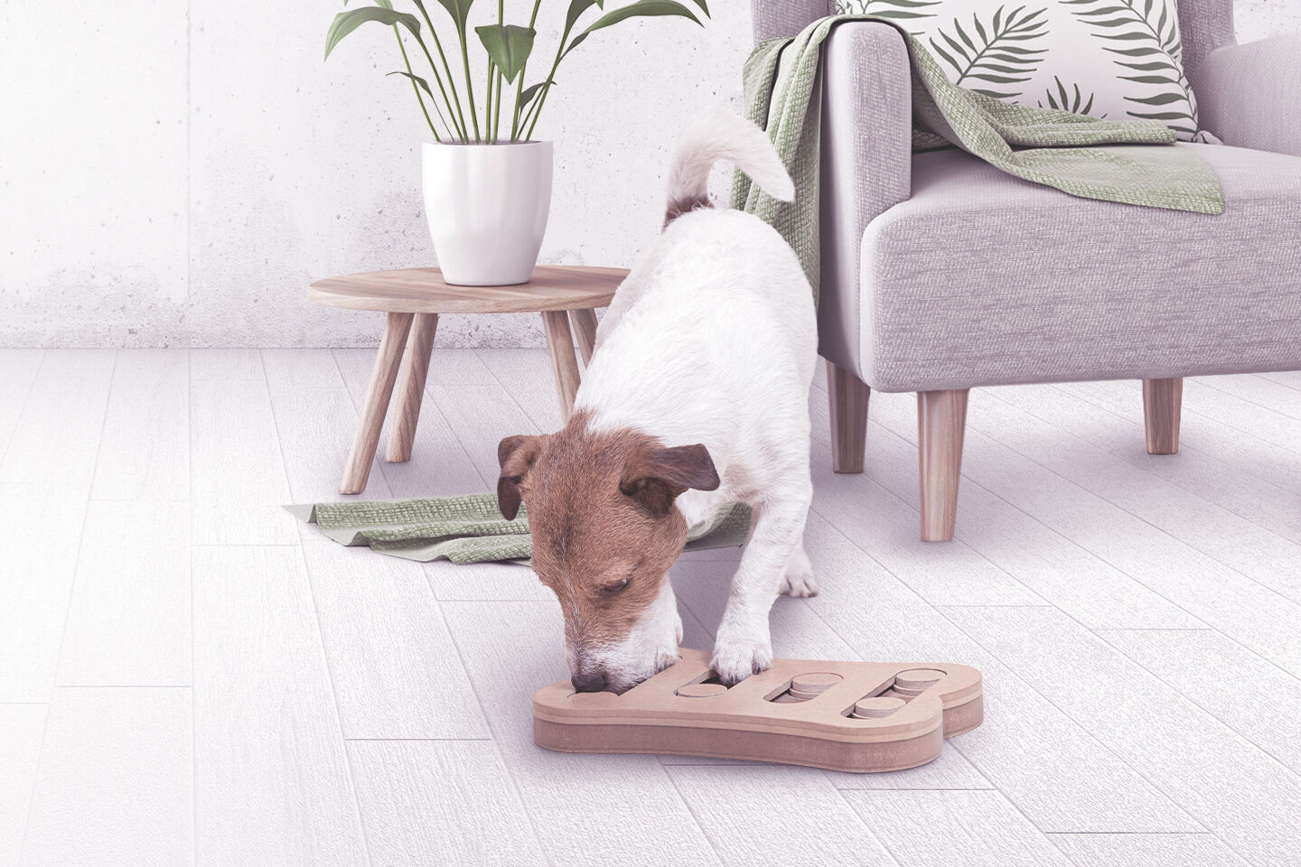 Ein kleiner Hund spielt mit drinnen mit einem Intelligenzspiel.