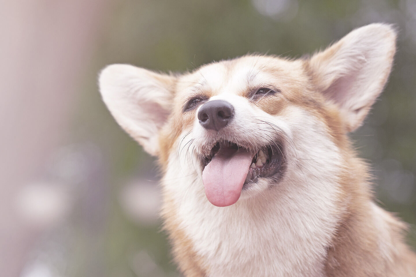 Lächelnder Corgi mit herausgestreckter Zunge