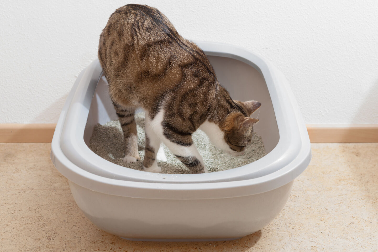 Blasenentzündung bei der Katze Tipp: genug Katzenklos
