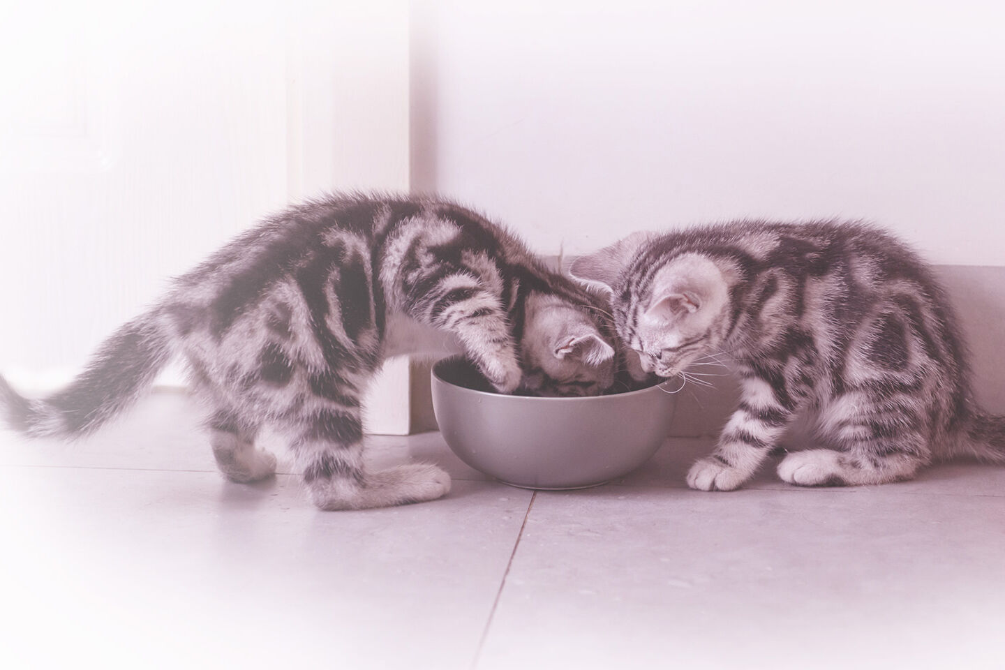 Zwei Babykatzen fressen gemeinsam aus einem Napf