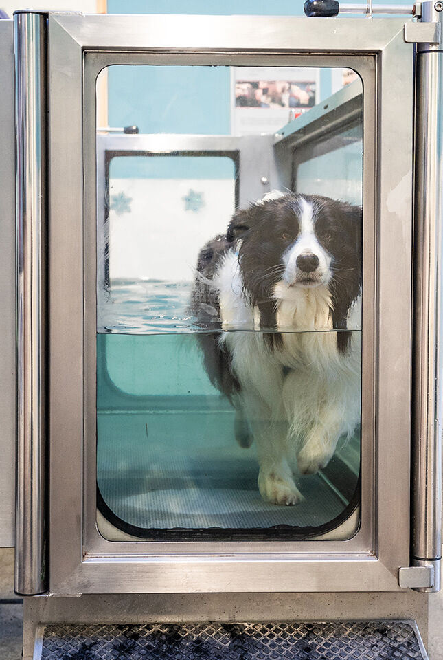 Ein Hund läuft beim Physiotraining über ein Laufband im Wasser