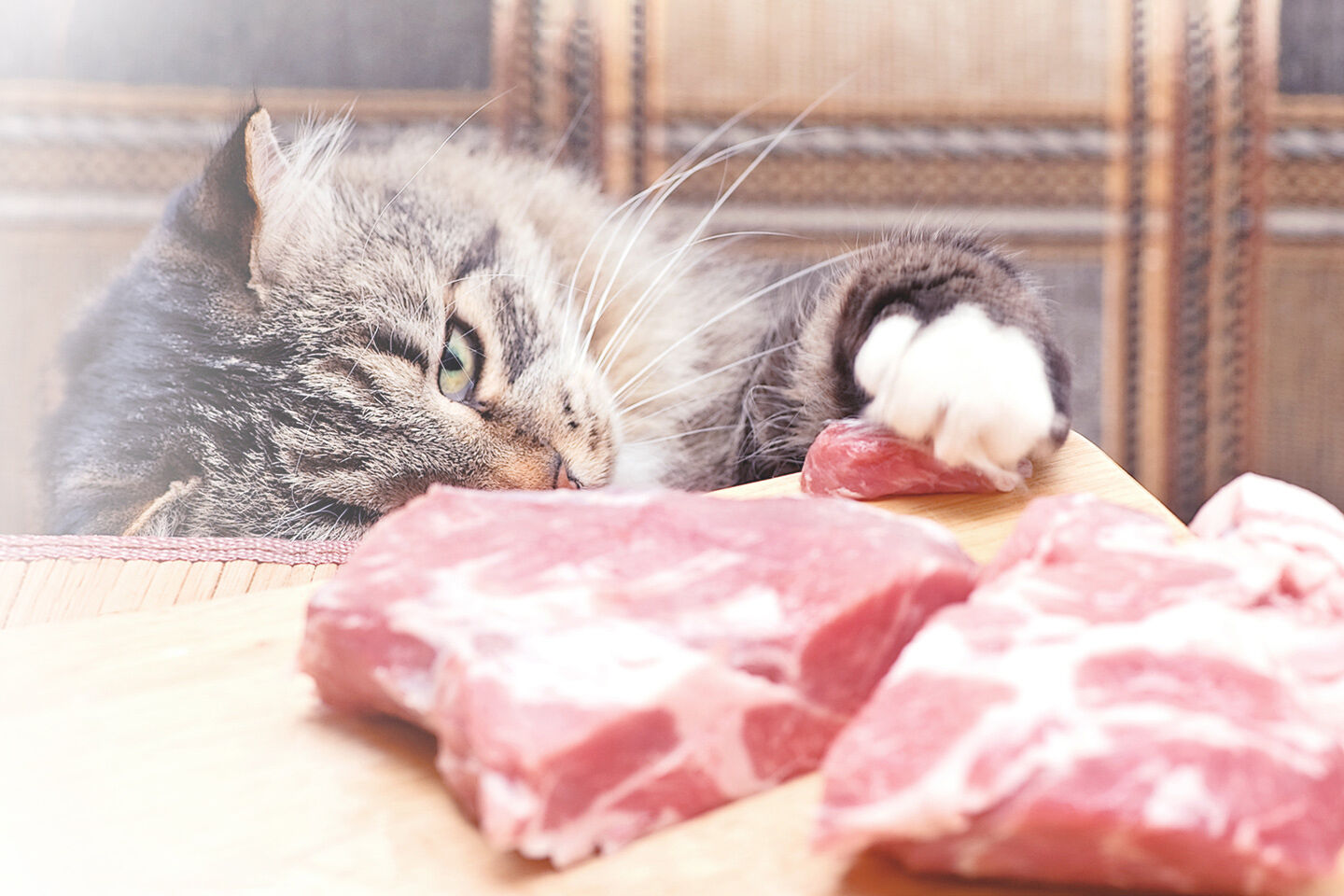 Ein frecher Kater stibitzt sich ein Stück rohes Fleisch aus der Küche