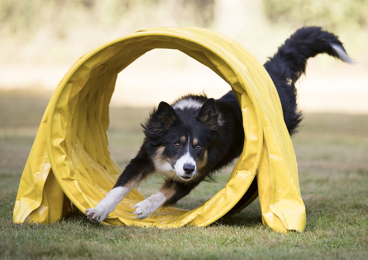 Border Collie rennt durch einen Tunnel beim Agility