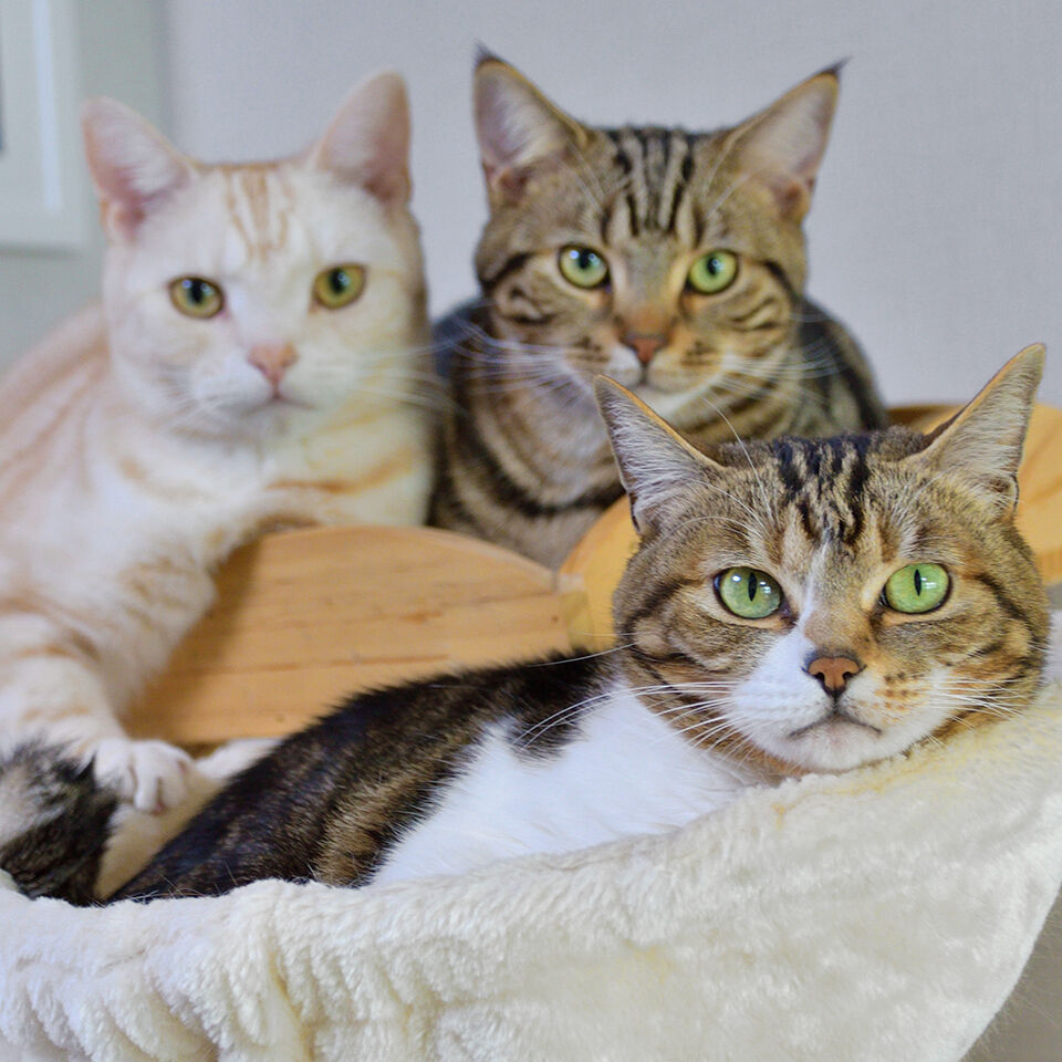 Katze mit Blasenentzündung: Das ist jetzt wichtig