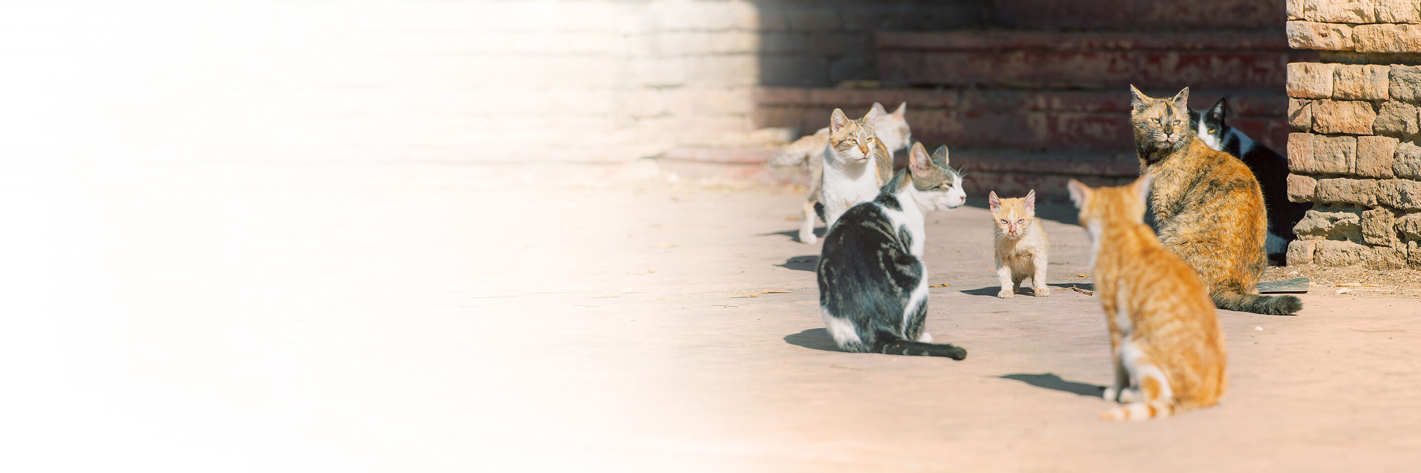 Viele wildlebende Katzen auf einem verlassenen Hof