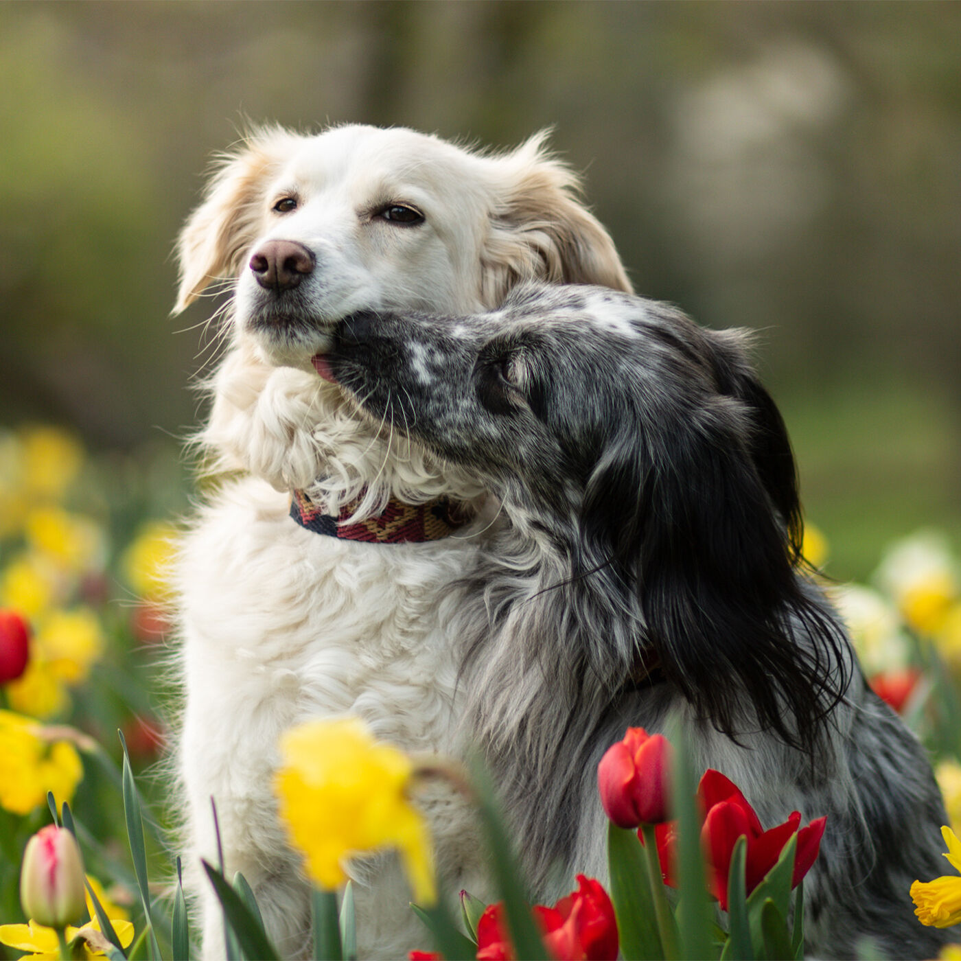 Zwei Hunde sitzen in eine Tulpenwiese. Ein Hund schleckt dabei den anderen ab.