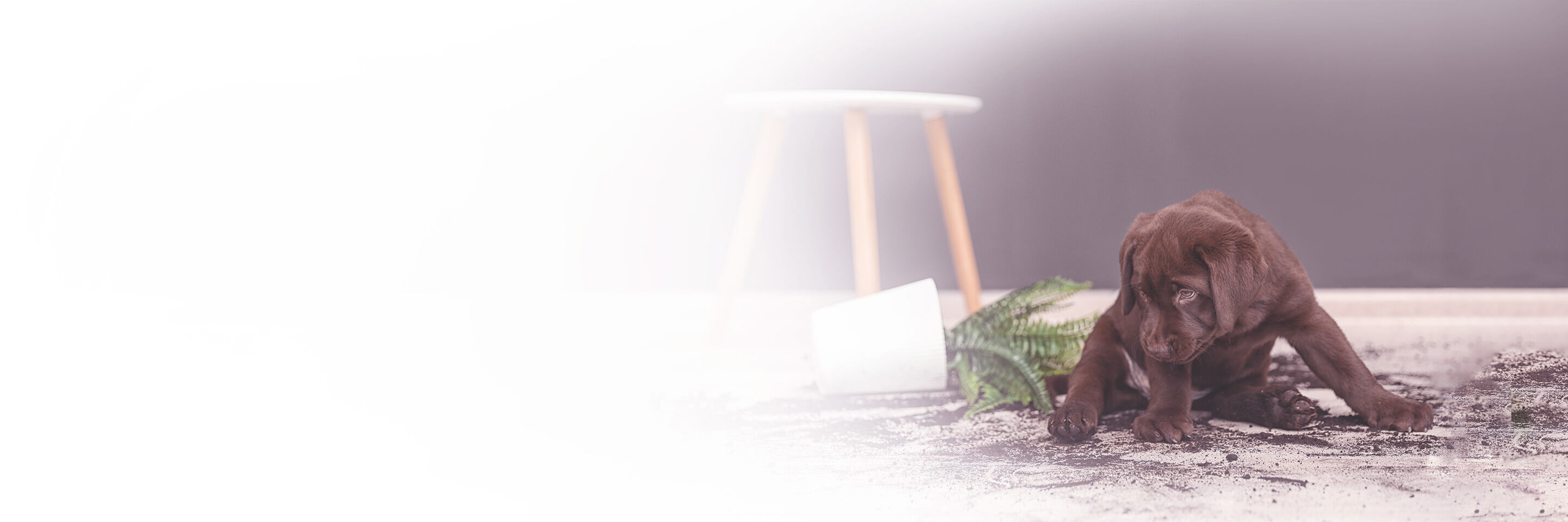 Ein brauner Labradorwelpe hat einen Blumentopf umgeschmissen und sitzt nun in der Blumenerde