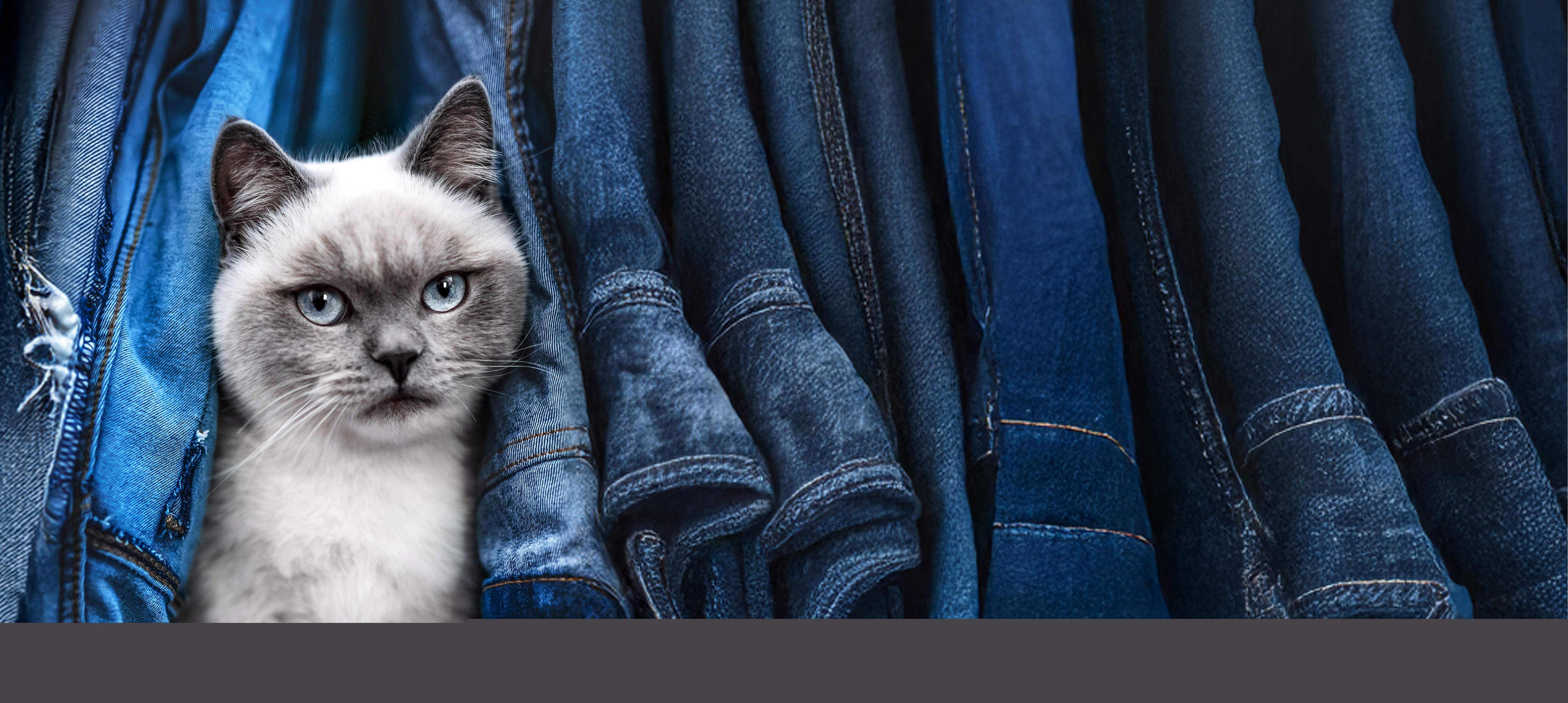 Miau! Was Entdecker wie ich brauchen, weißt du genau!
