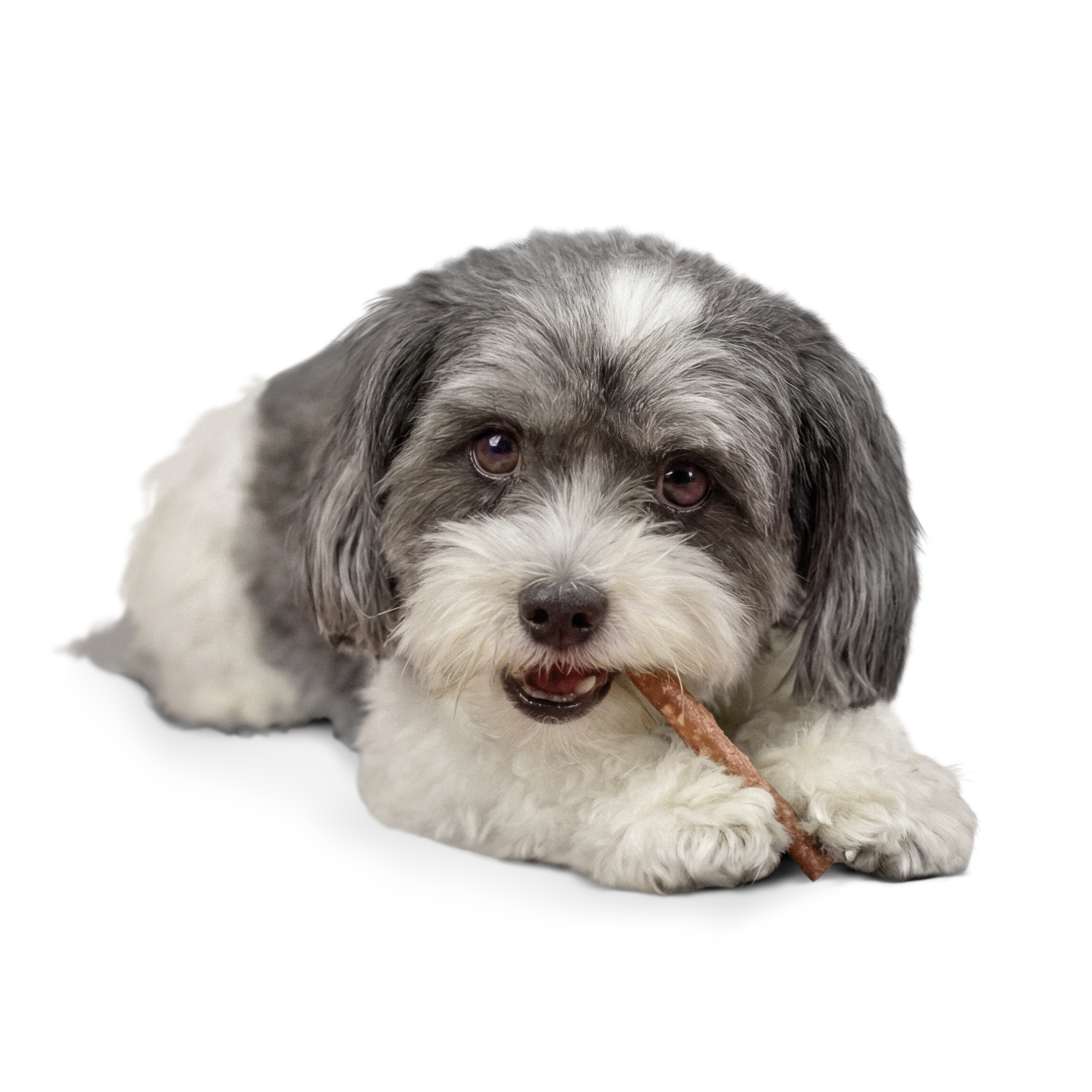 Ein kleiner Havaneser kaut auf einer Dental Roll