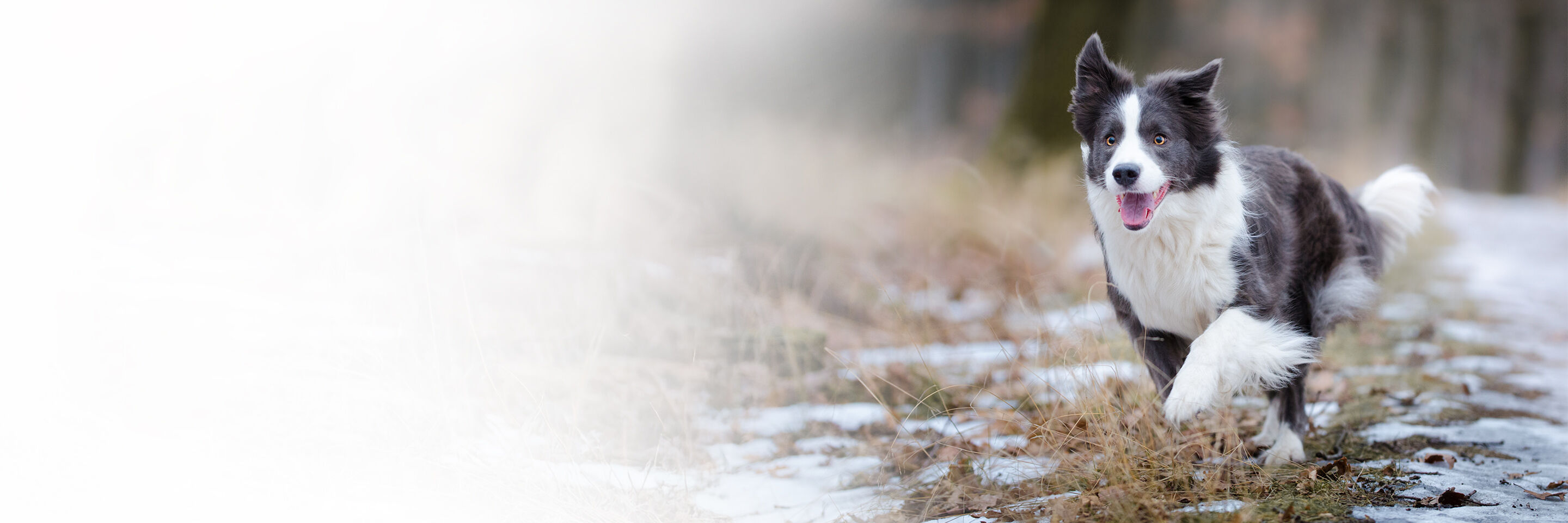 Ein Hund rennt durch eine schneebedeckte Wiese.