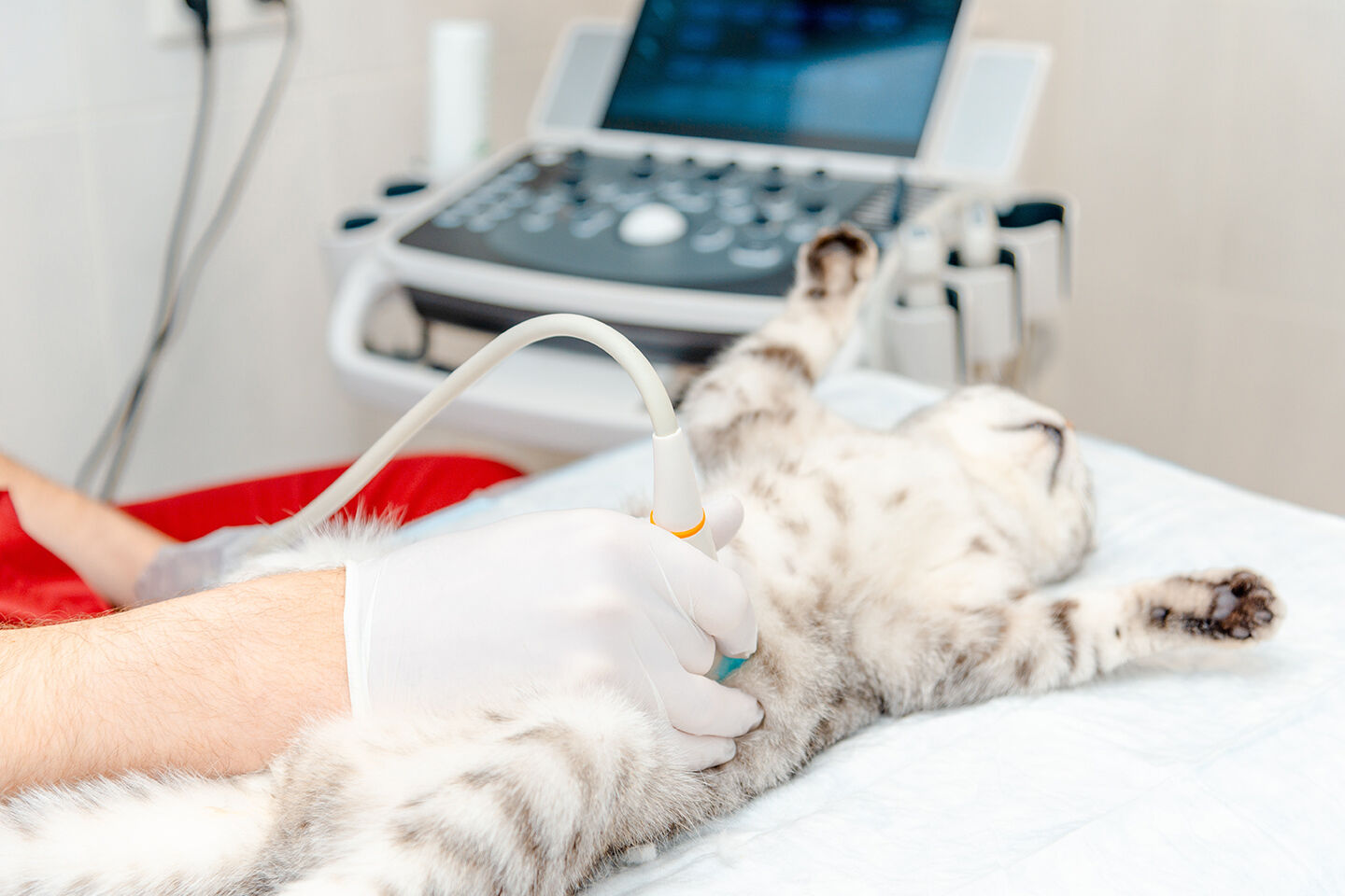 Kranke Katze wird mit einem Ultraschallgerät untersucht