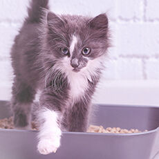 Eine junge Katze steigt aus dem Katzenklo.