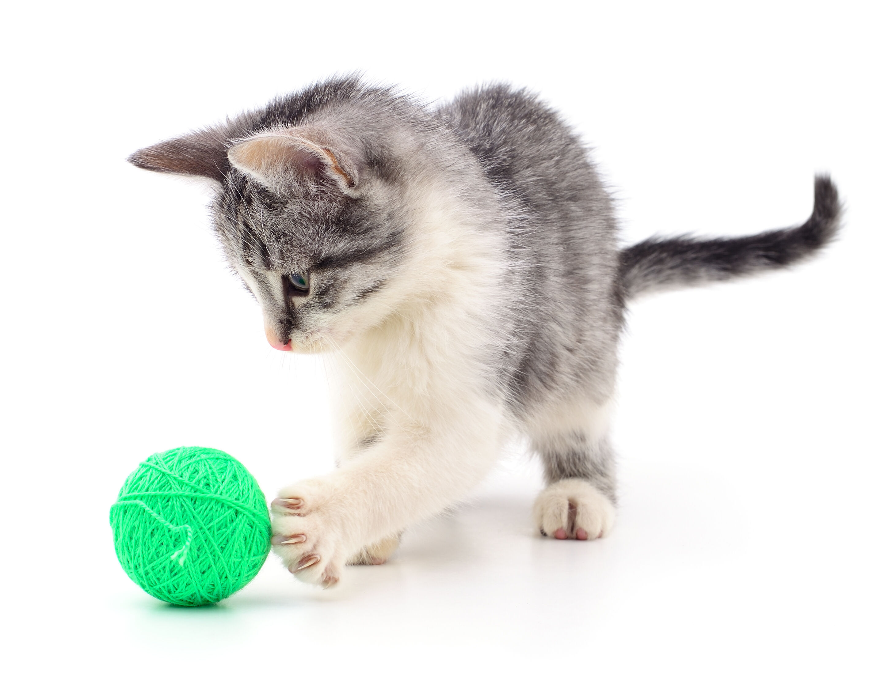 Babykatze spielt mit kleinem grünem Ball