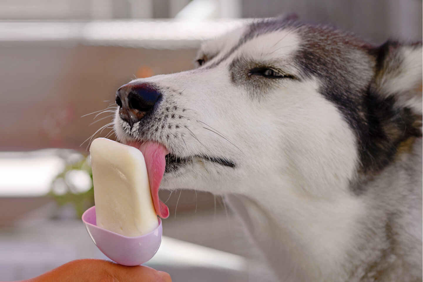 Ein Husky schleckt genüsslich an einem selbstgemachten Hundeeis