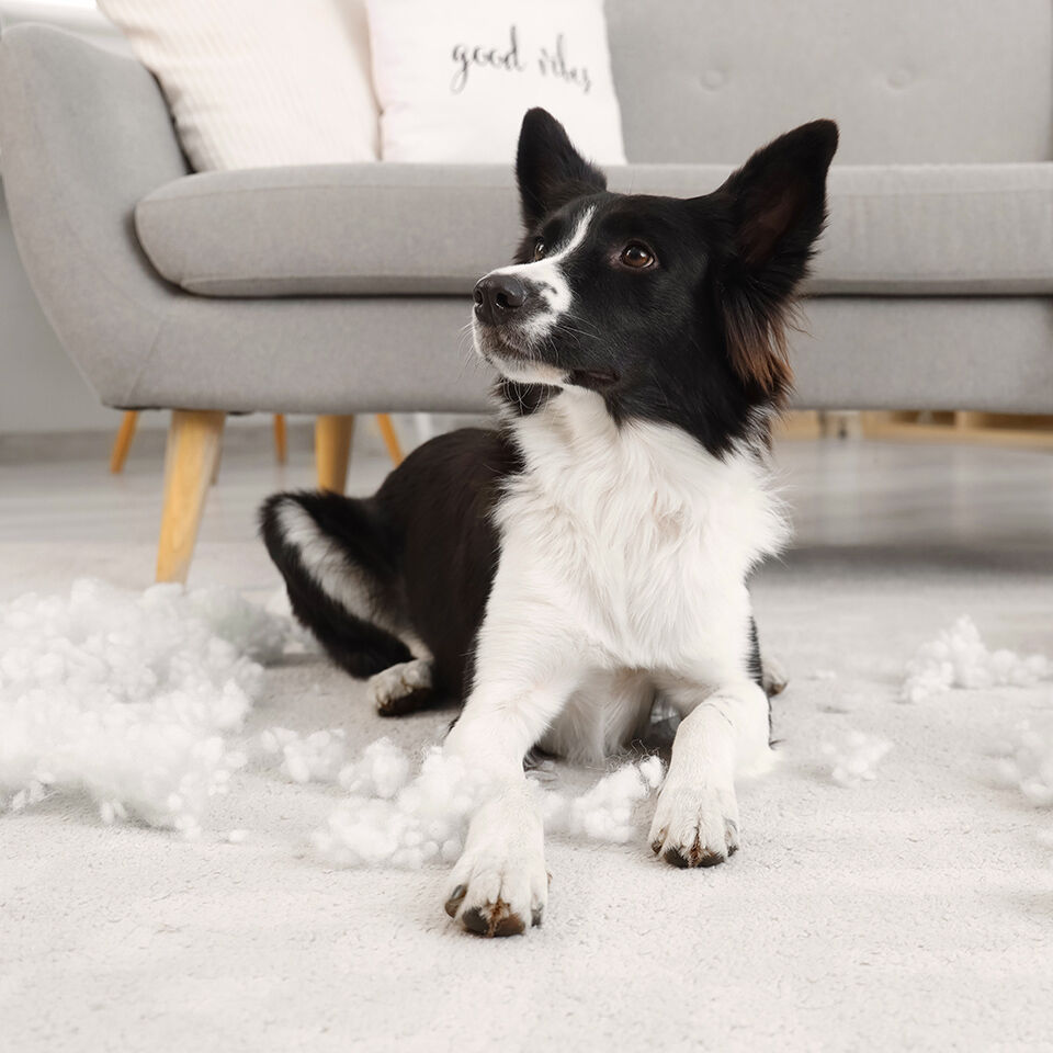 Ein junger Hund hat ein Sofakissen zerbissen