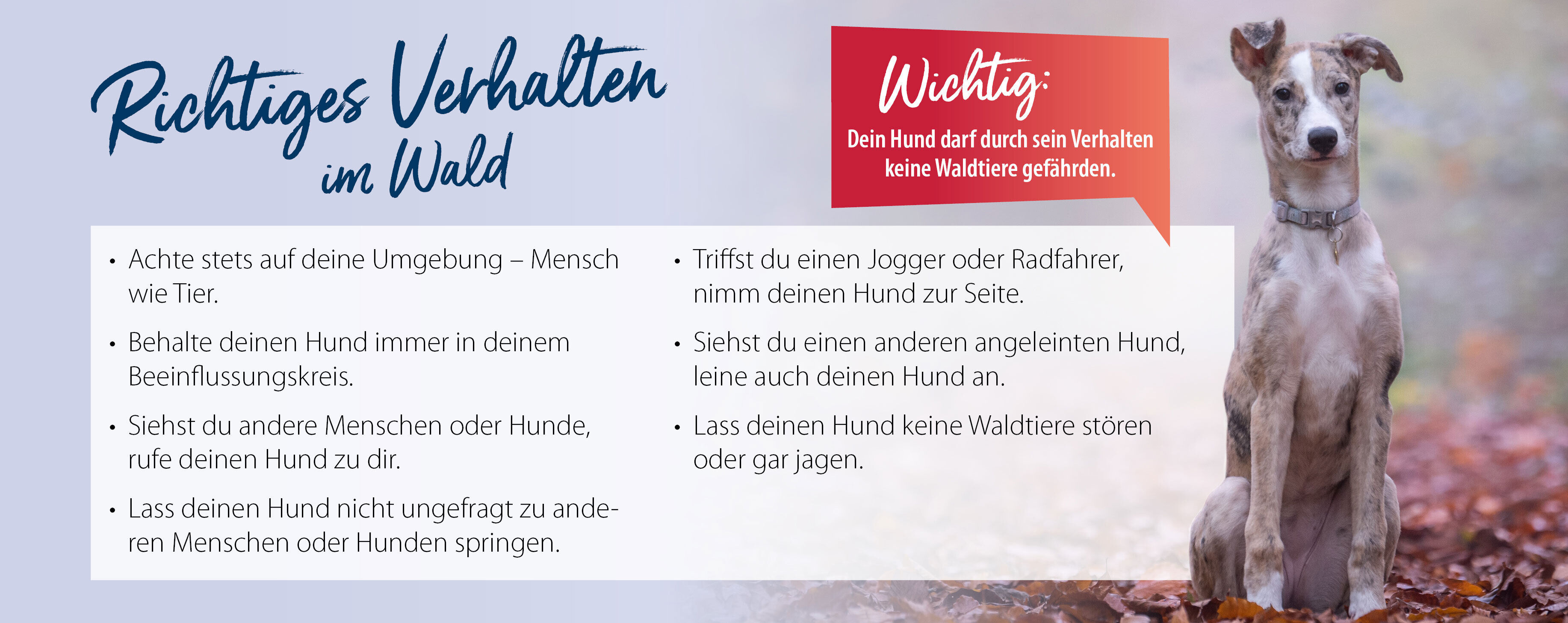 Tipps wie man sich mit Hund richtig im Wald verhält.